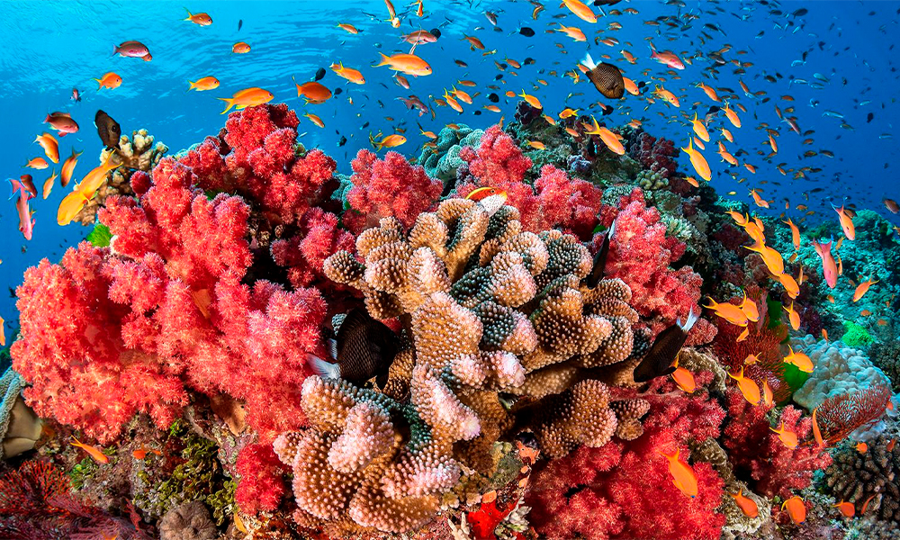 Coral Safe: сохраните здоровье себе и Мировому океану