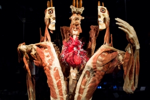 В России откроется всемирно известная анатомическая выставка BODY WORLDS