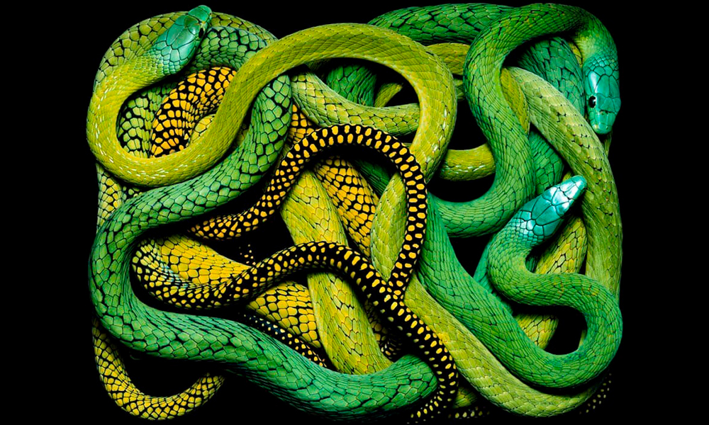 Пленительная и жуткая красота змей Гвидо Мокафико