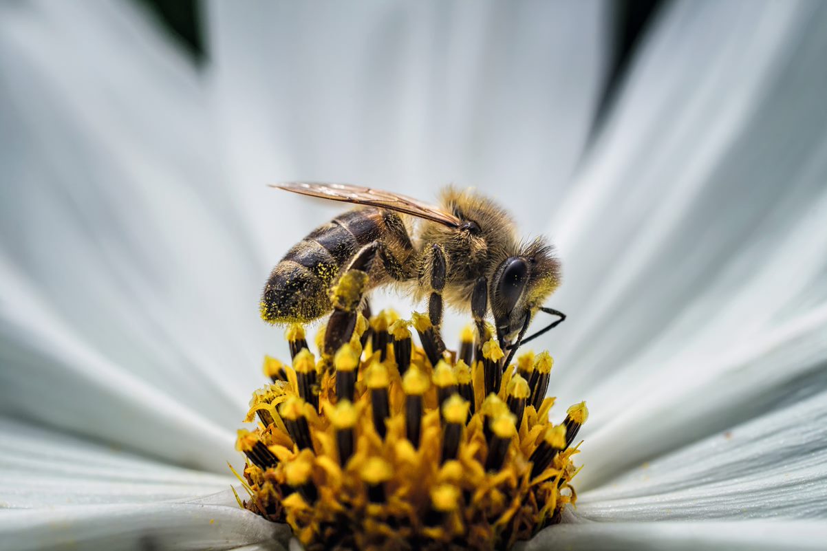 Guerlain программа пчелы кампания природа красота бренд духи мед аромат защита