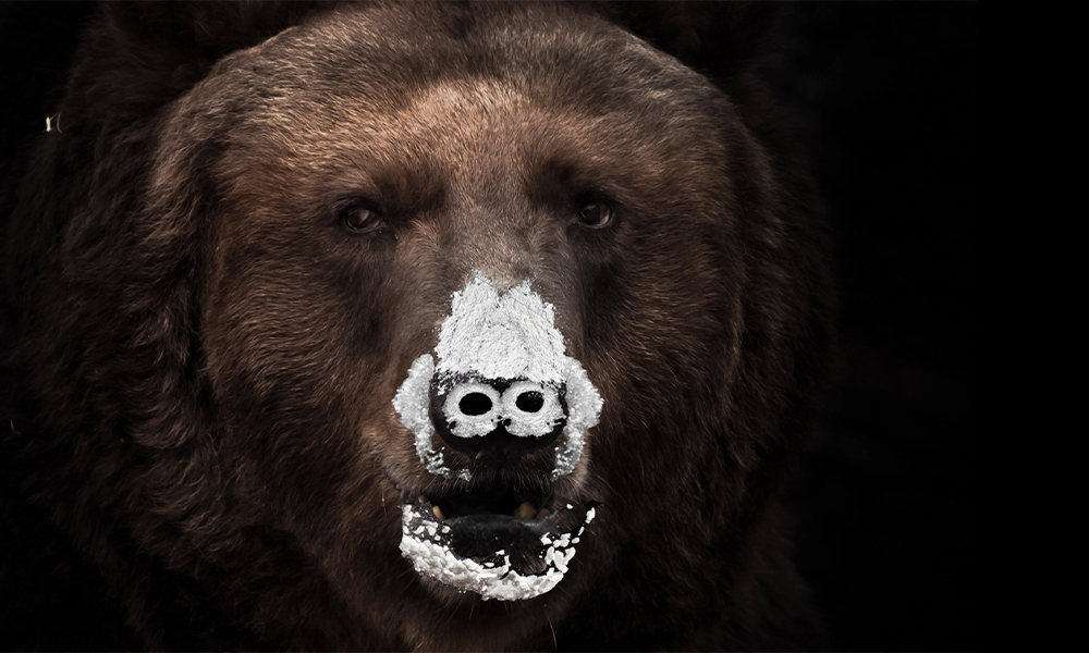 В сети появился официальный трейлер фильма «Кокаиновый медведь»