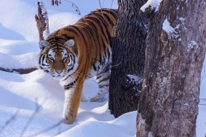 США зоо зоопарк умертигр тигрПутин тигр Путин