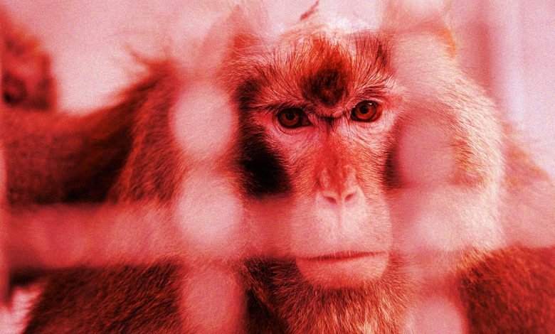 животные обезьяны илон маск чип технологии скандал новости 
